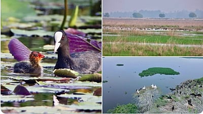 ராம்சார் தளங்கள் அதிகரிப்பு: மு.க. ஸ்டாலின் பெருமிதம் - மோடி வாழ்த்து